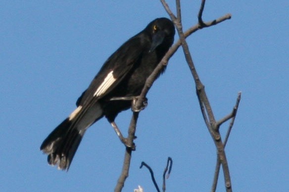 Pied Currawong - ML542983221