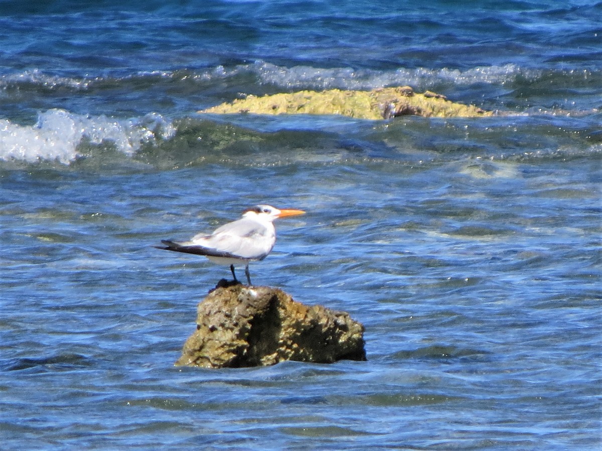 Royal Tern - The Rowes