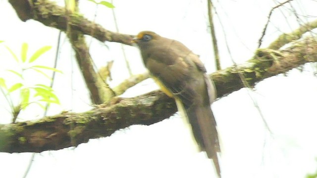 Trogon de Ward - ML542983861