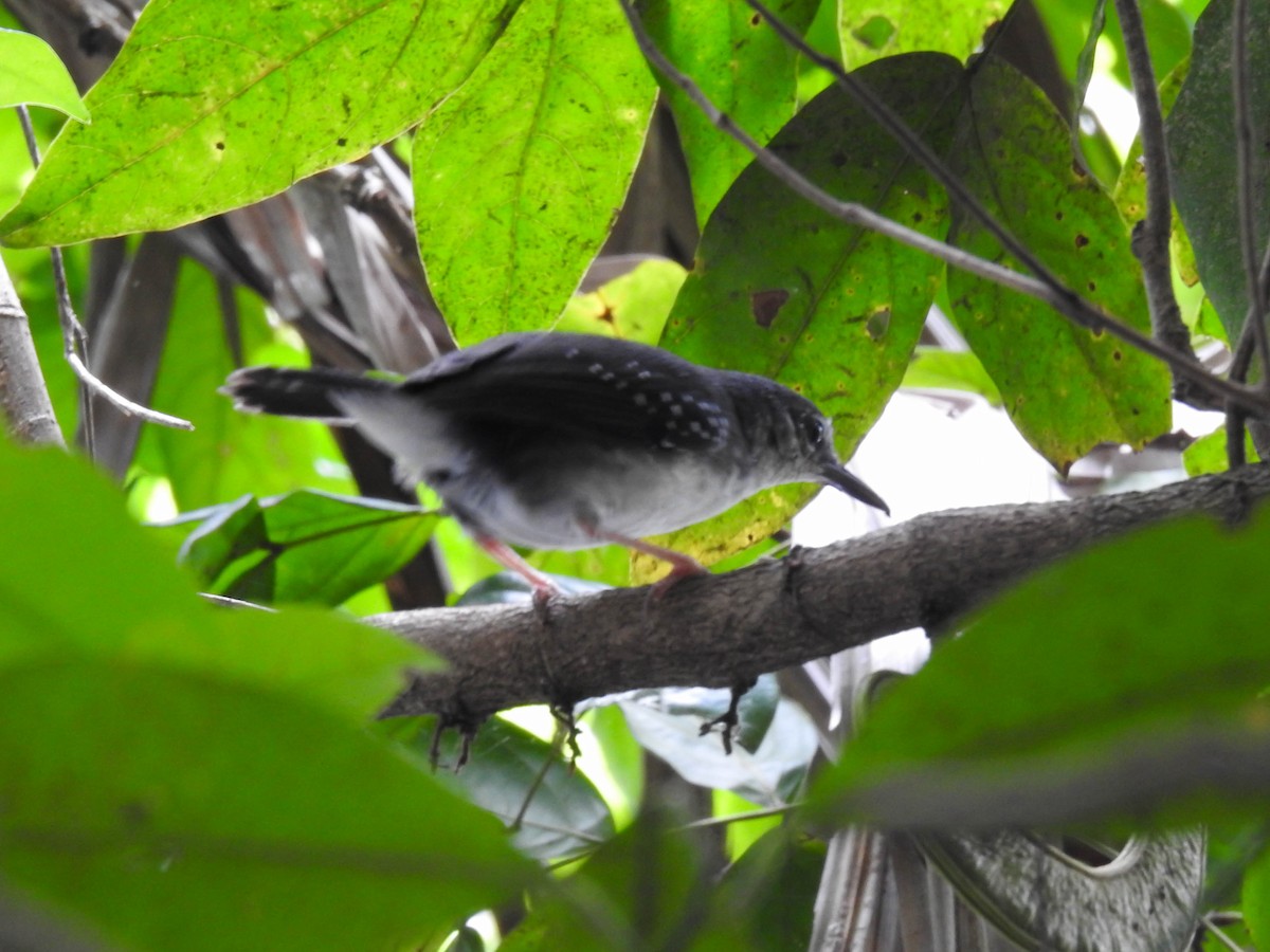 Silvered Antbird - ML542983961