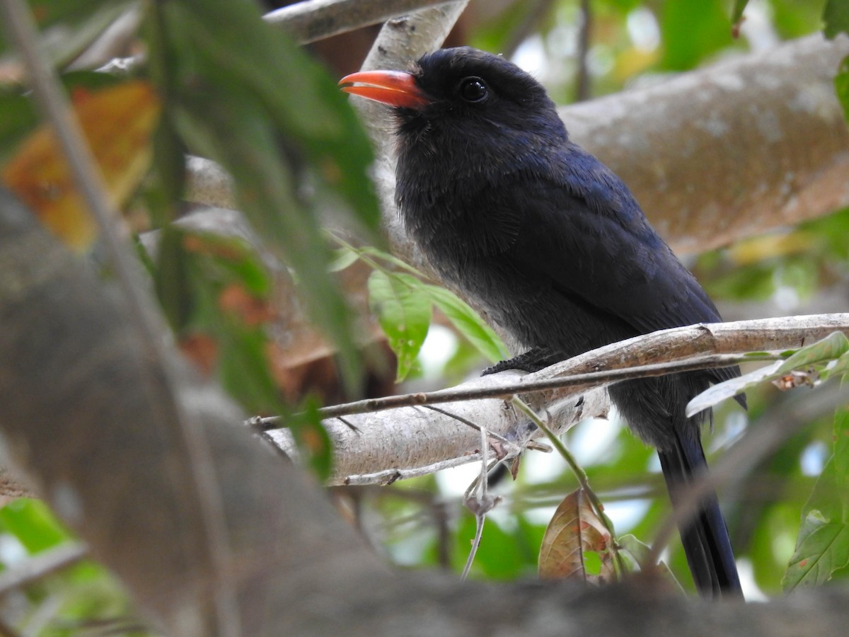 Black-fronted Nunbird - ML542984841
