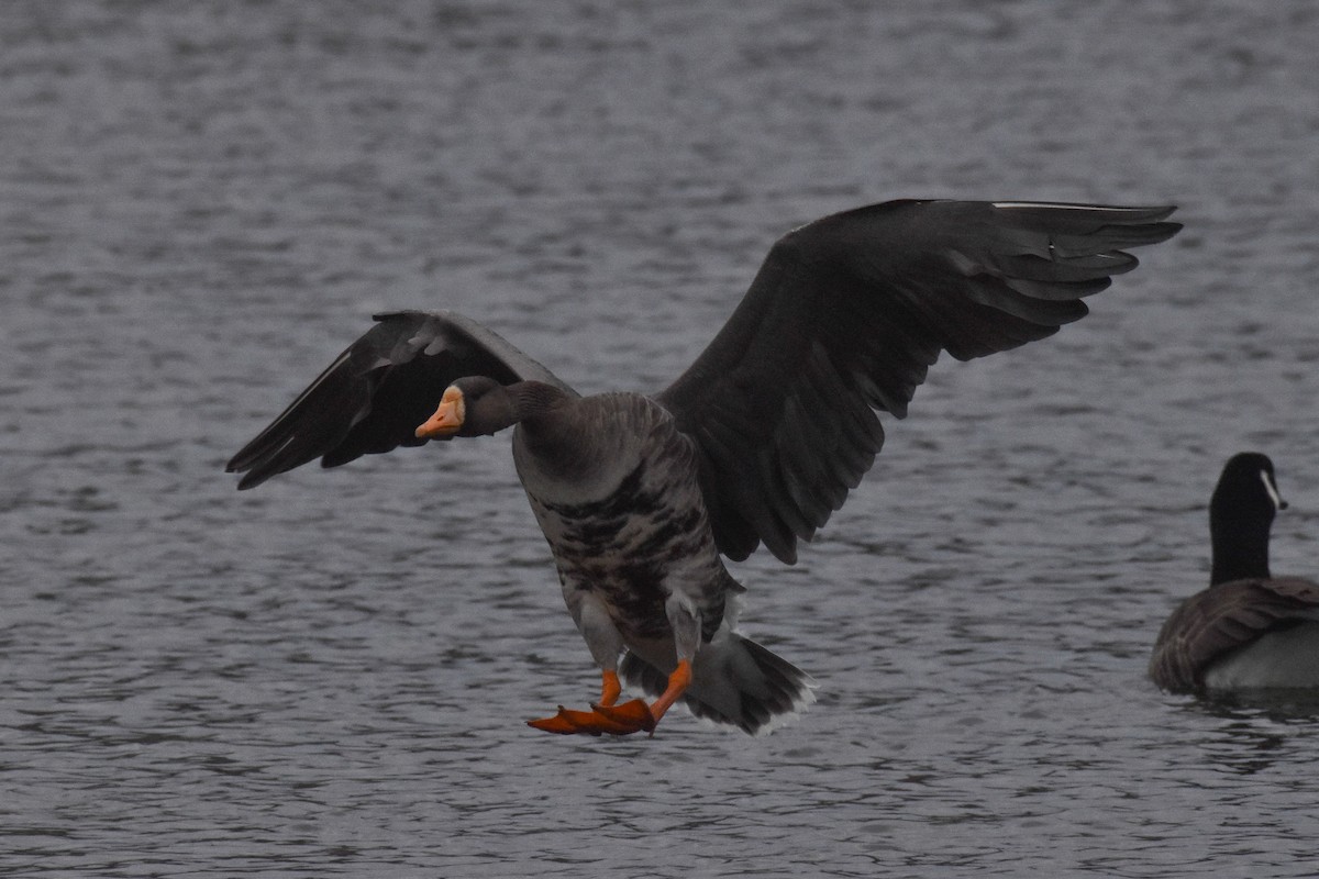 husa běločelá - ML542985001