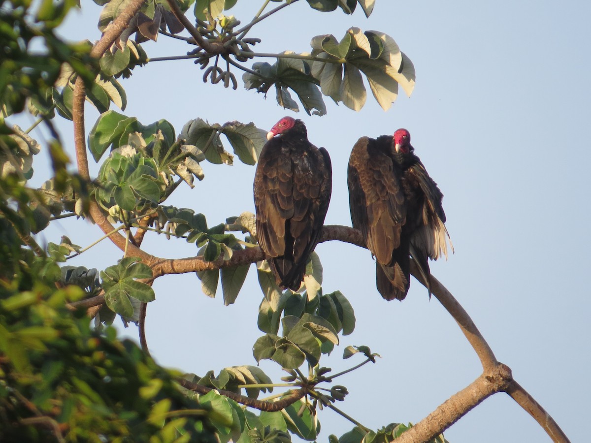 Turkey Vulture - ML542985901