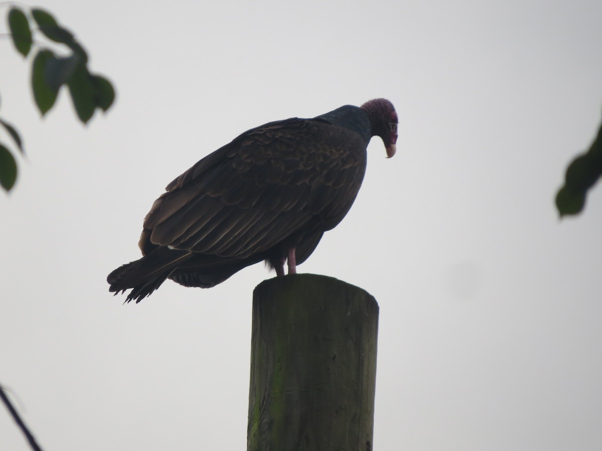 Turkey Vulture - The Rowes