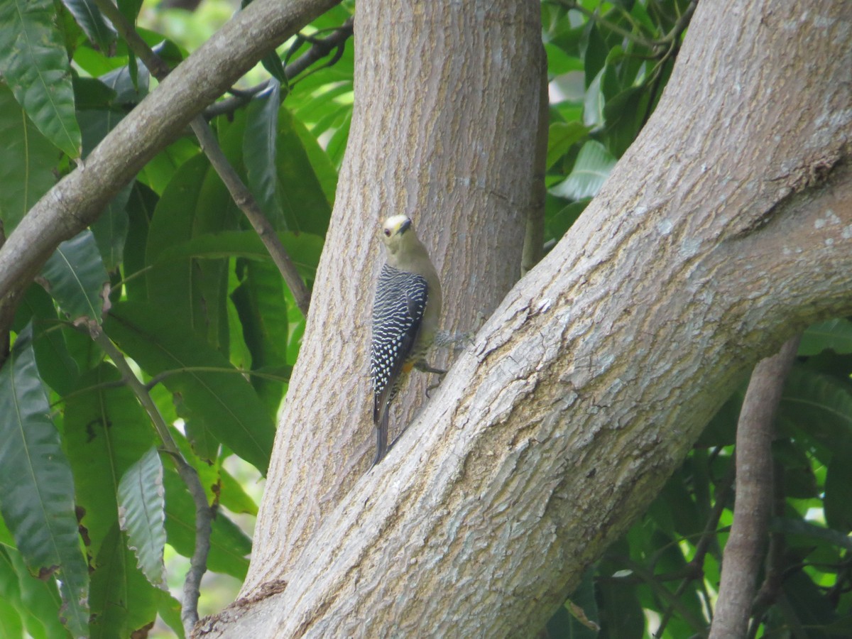 Golden-fronted Woodpecker - ML542986011