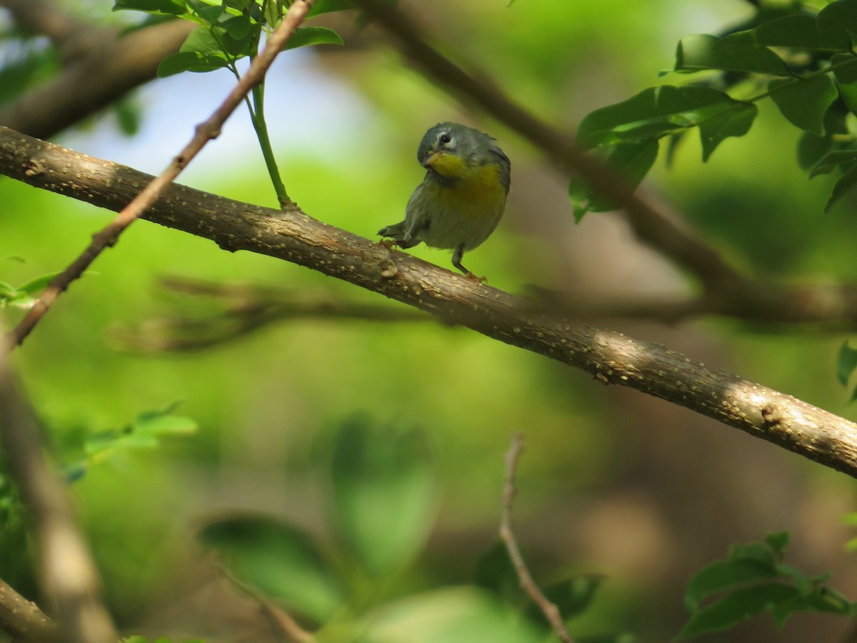 Northern Parula - ML542986651