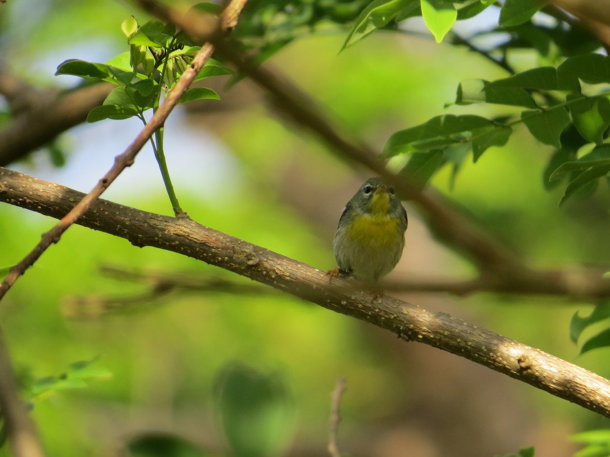 Northern Parula - ML542986661