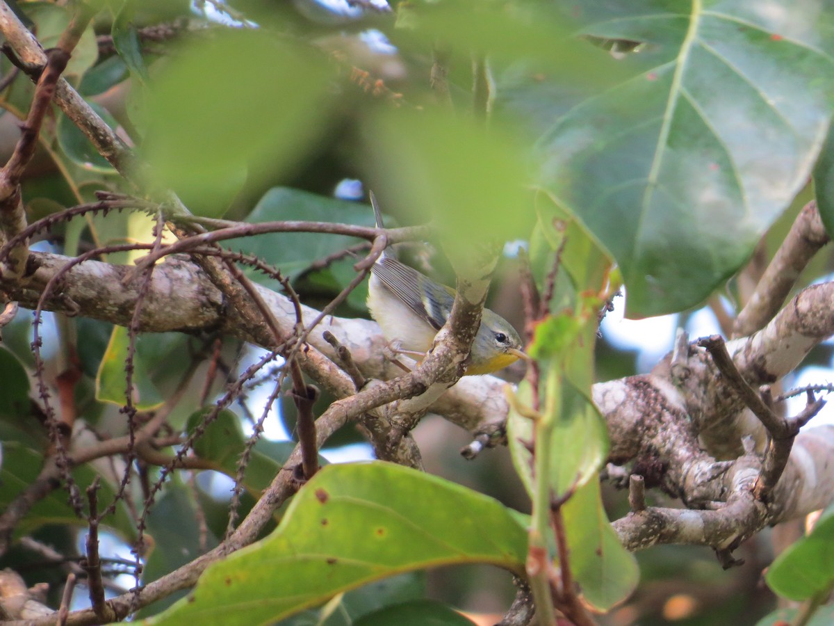 Northern Parula - ML542986681