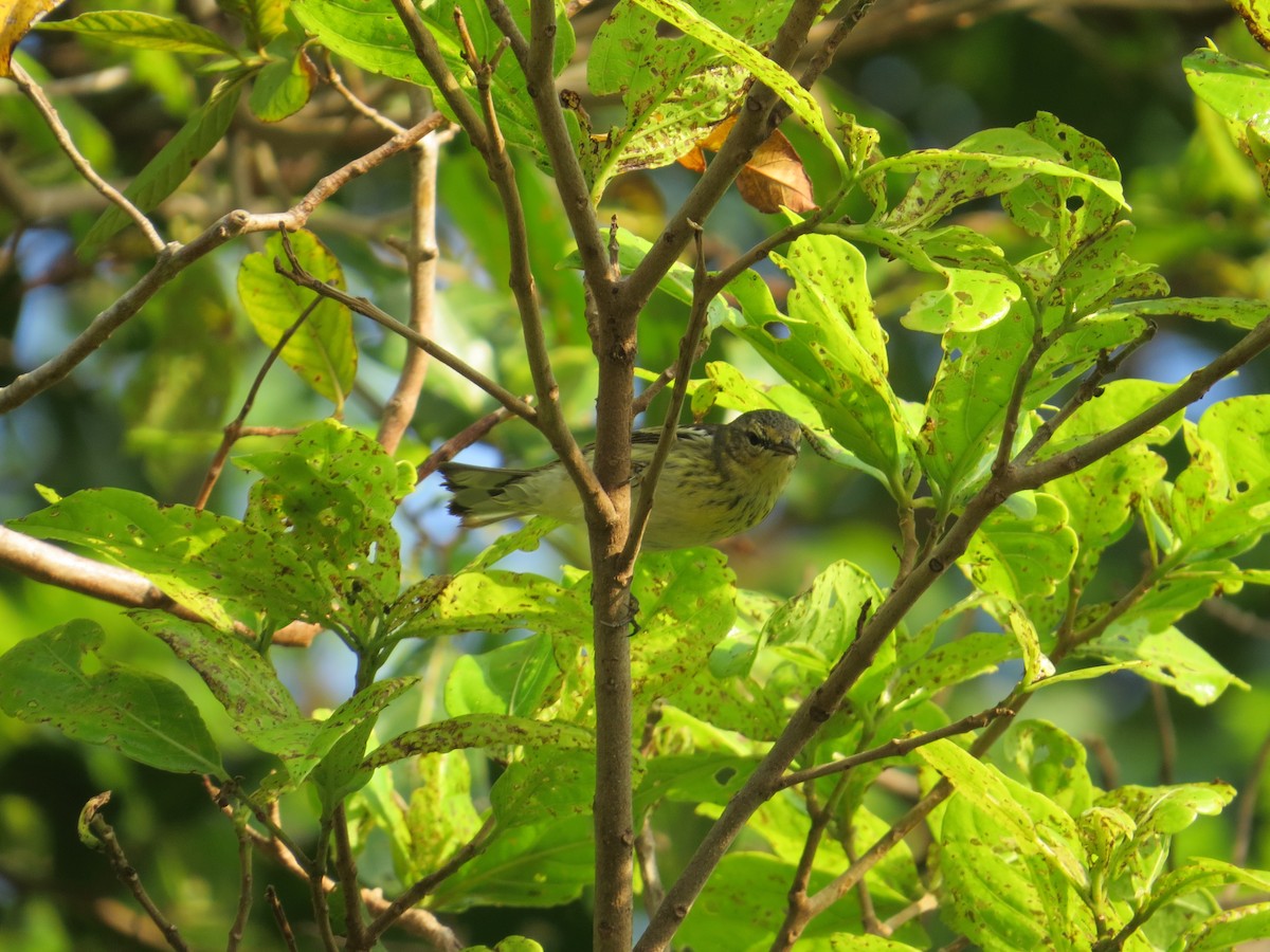 Cape May Warbler - ML542986821