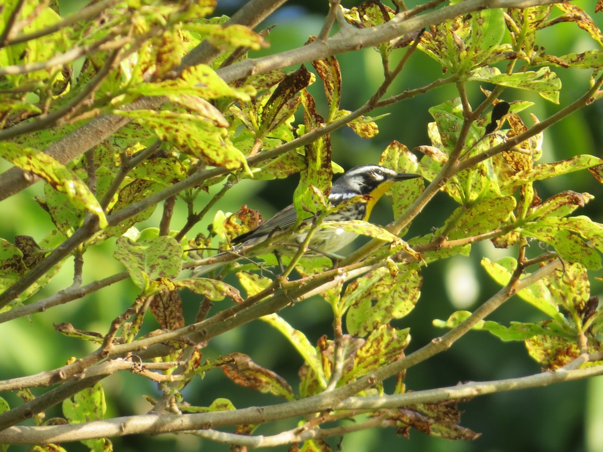 Yellow-throated Warbler - Helder Perez