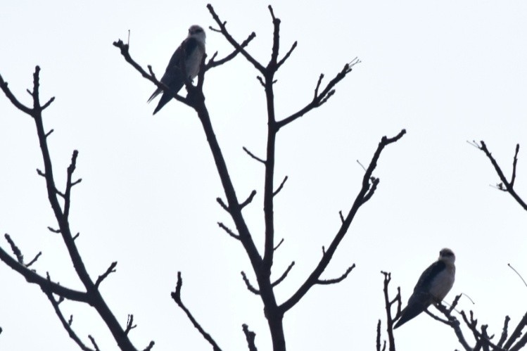 Black-winged Kite - ML542988051