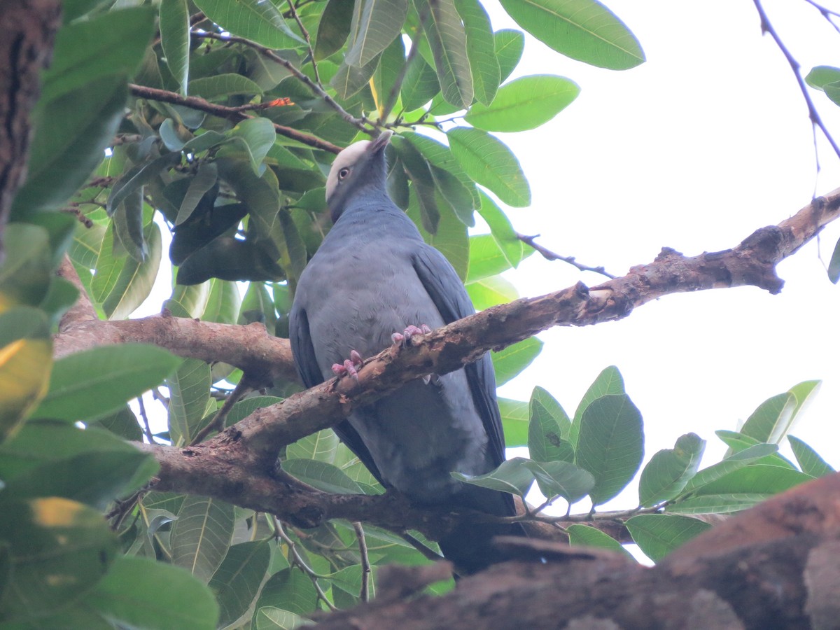 White-crowned Pigeon - The Rowes