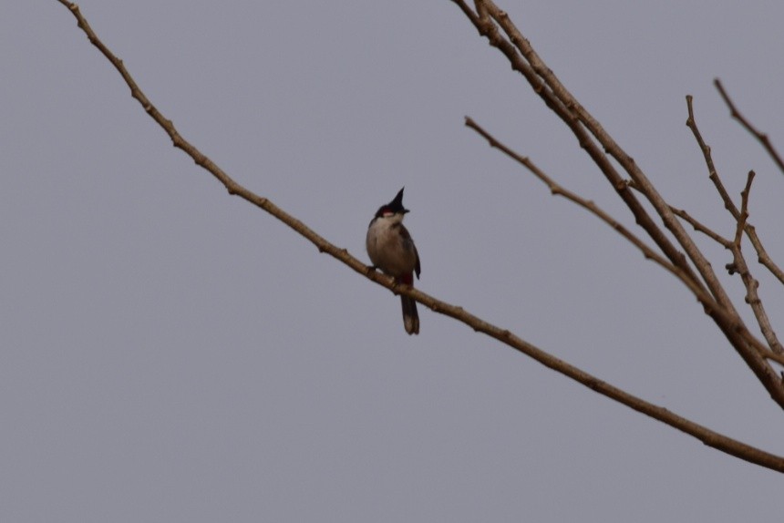 bulbul červenouchý - ML542988781