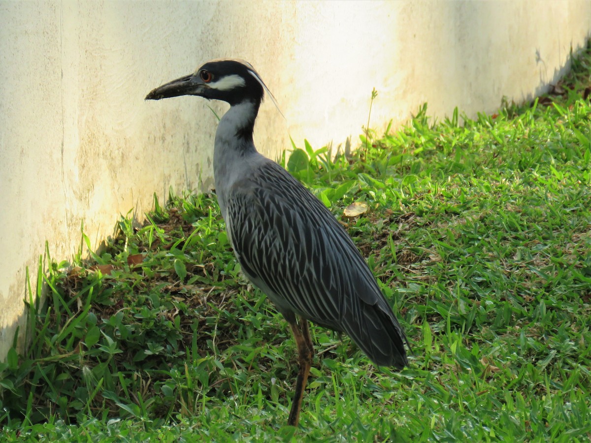 Yellow-crowned Night Heron - The Rowes
