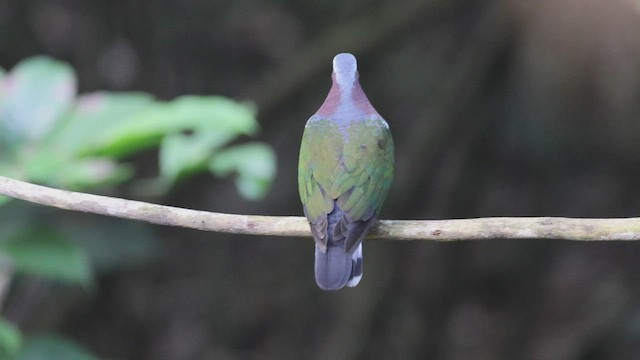 Asian Emerald Dove - ML542989801