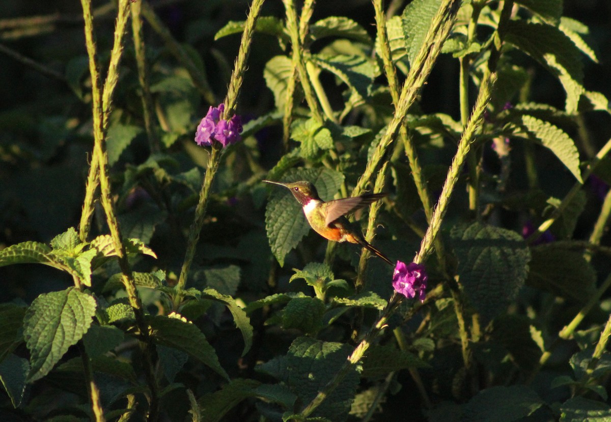 Colibrí Magenta - ML542989901