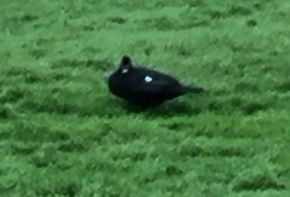 Muscovy Duck (Domestic type) - ML542990241