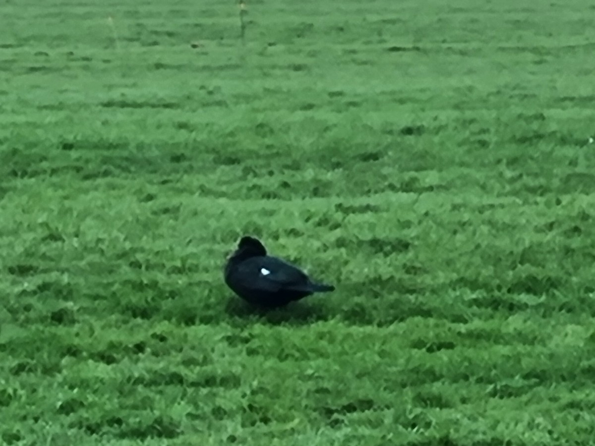Muscovy Duck (Domestic type) - ML542990251