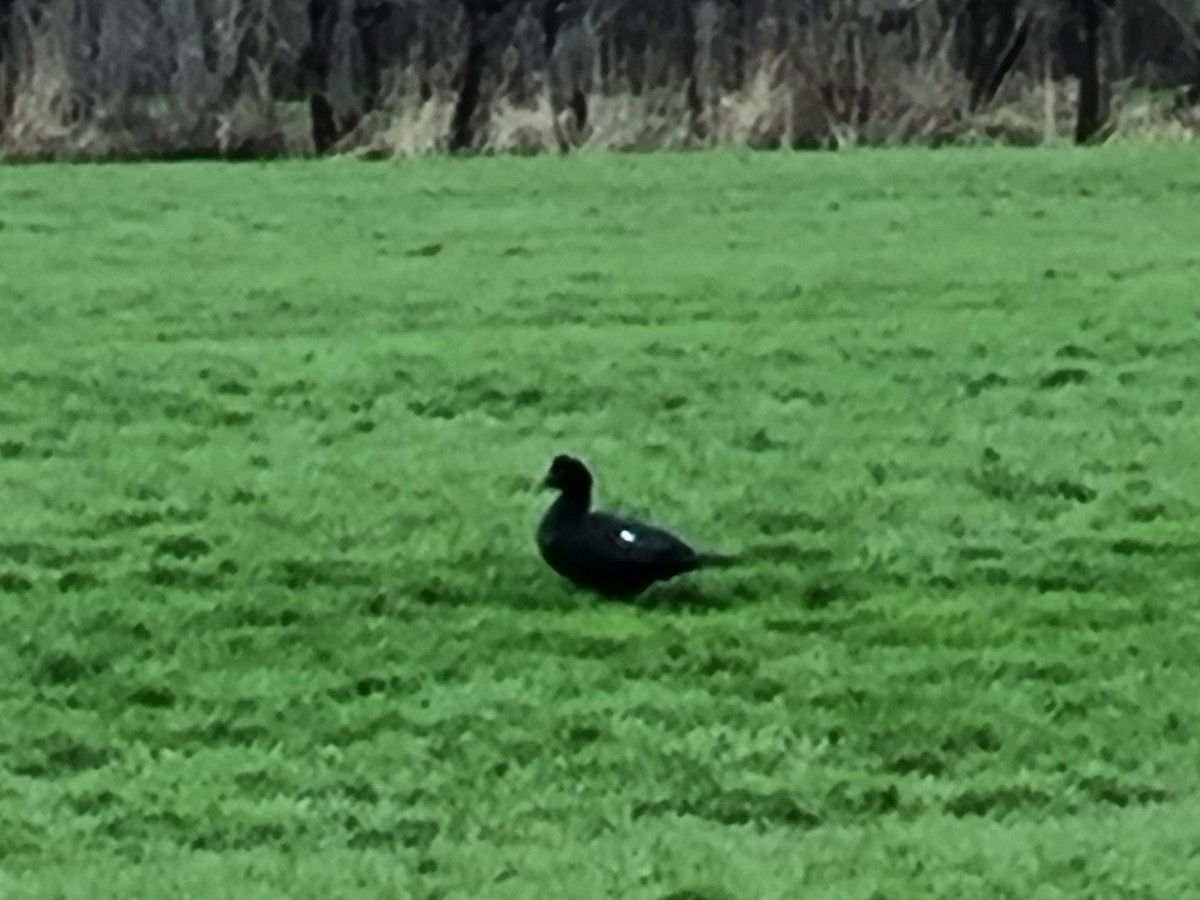 Muscovy Duck (Domestic type) - ML542990261