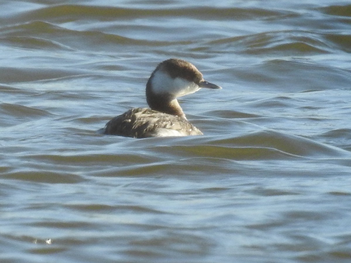 Horned Grebe - ML542990271