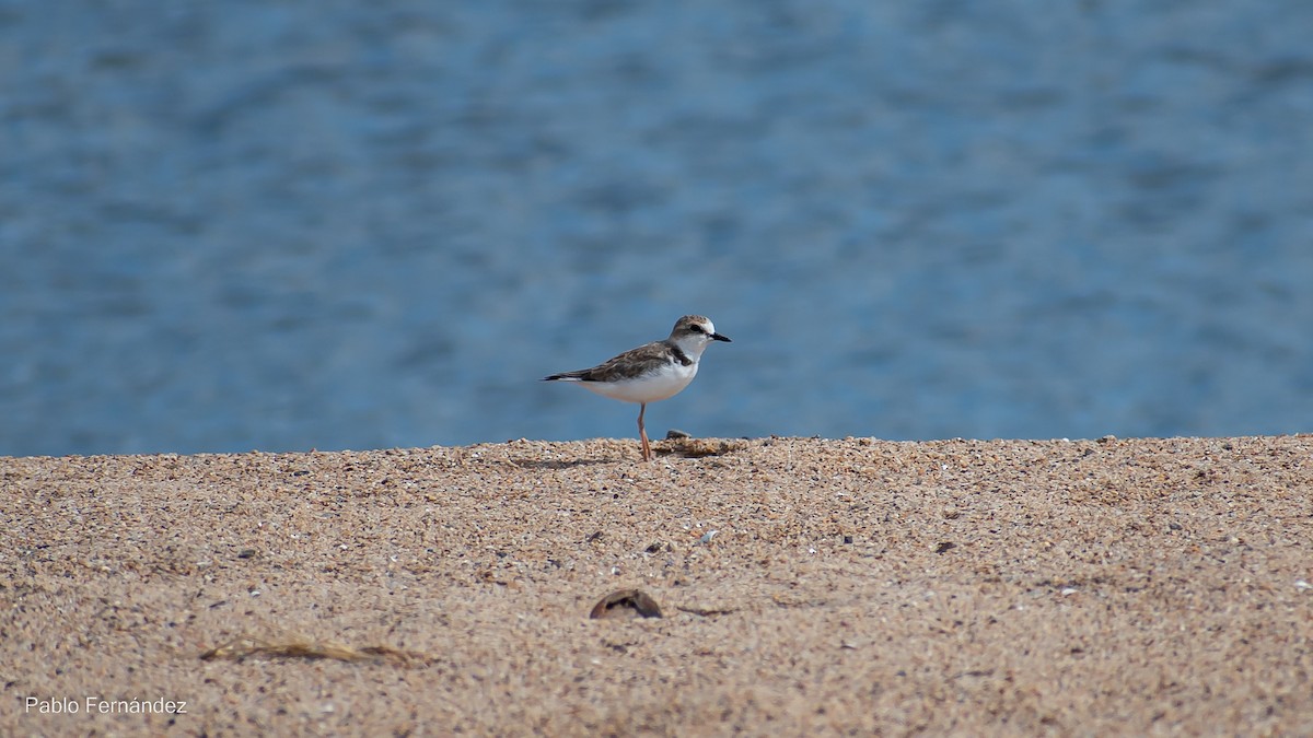 Collared Plover - ML542990561