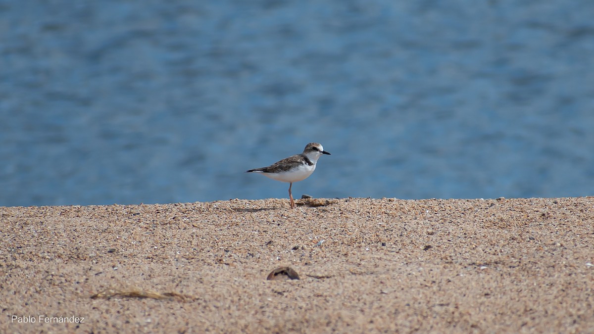 Collared Plover - Pablo Fernández