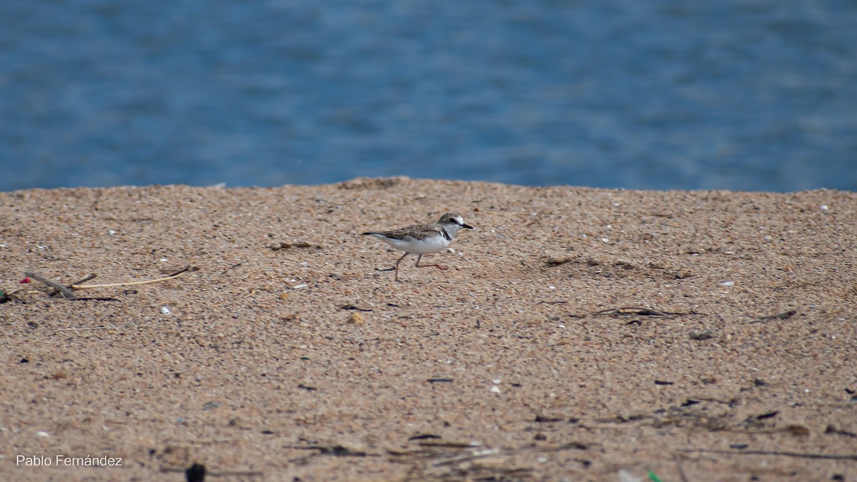 Collared Plover - ML542990571