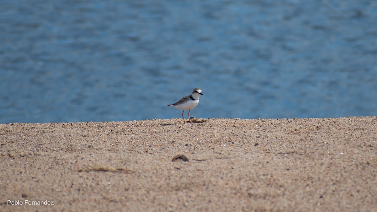 Collared Plover - ML542990581