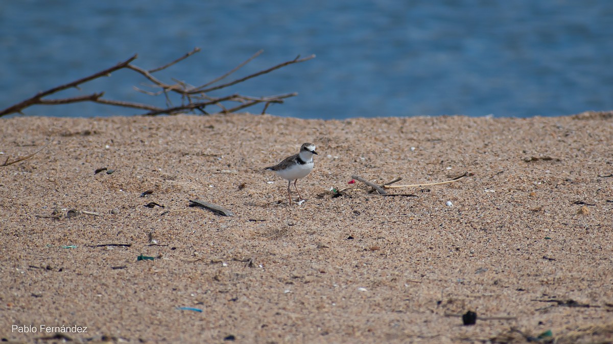 Collared Plover - ML542990591