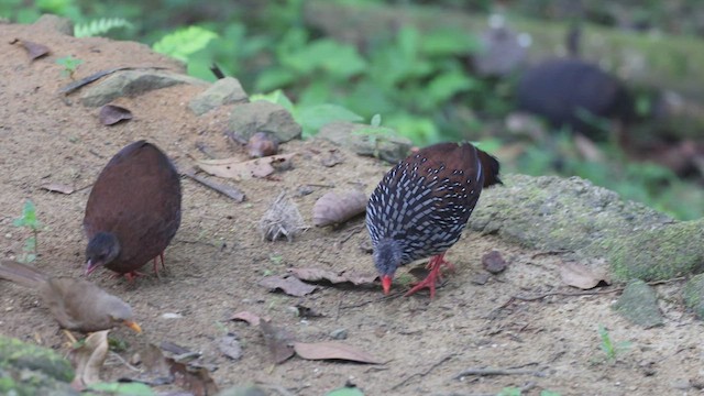 Sri Lanka Spurfowl - ML542990641