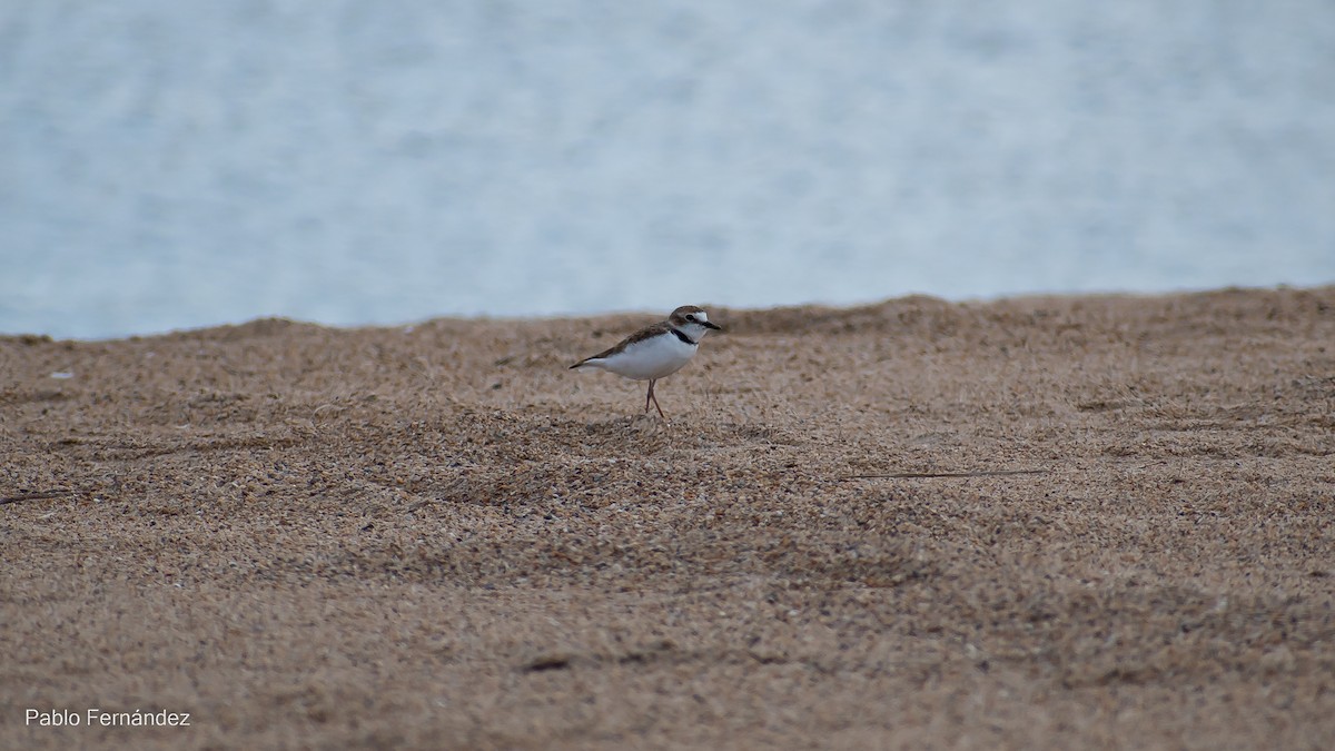 Collared Plover - ML542990681