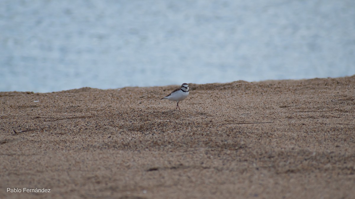 Collared Plover - ML542990701