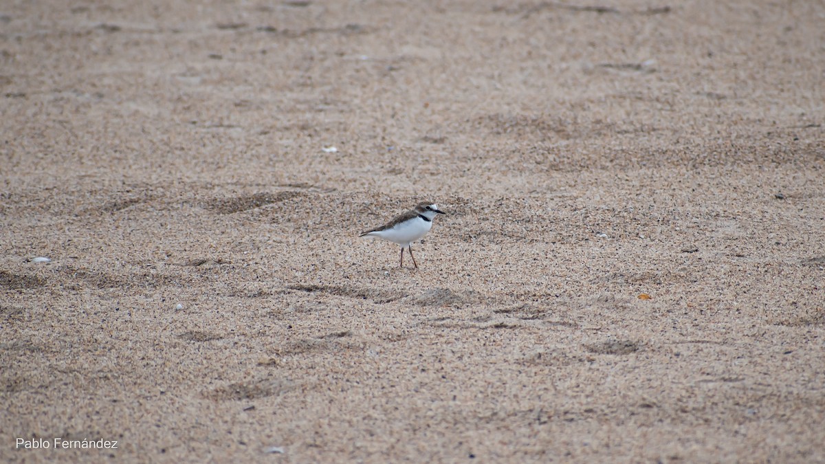 Collared Plover - ML542990711