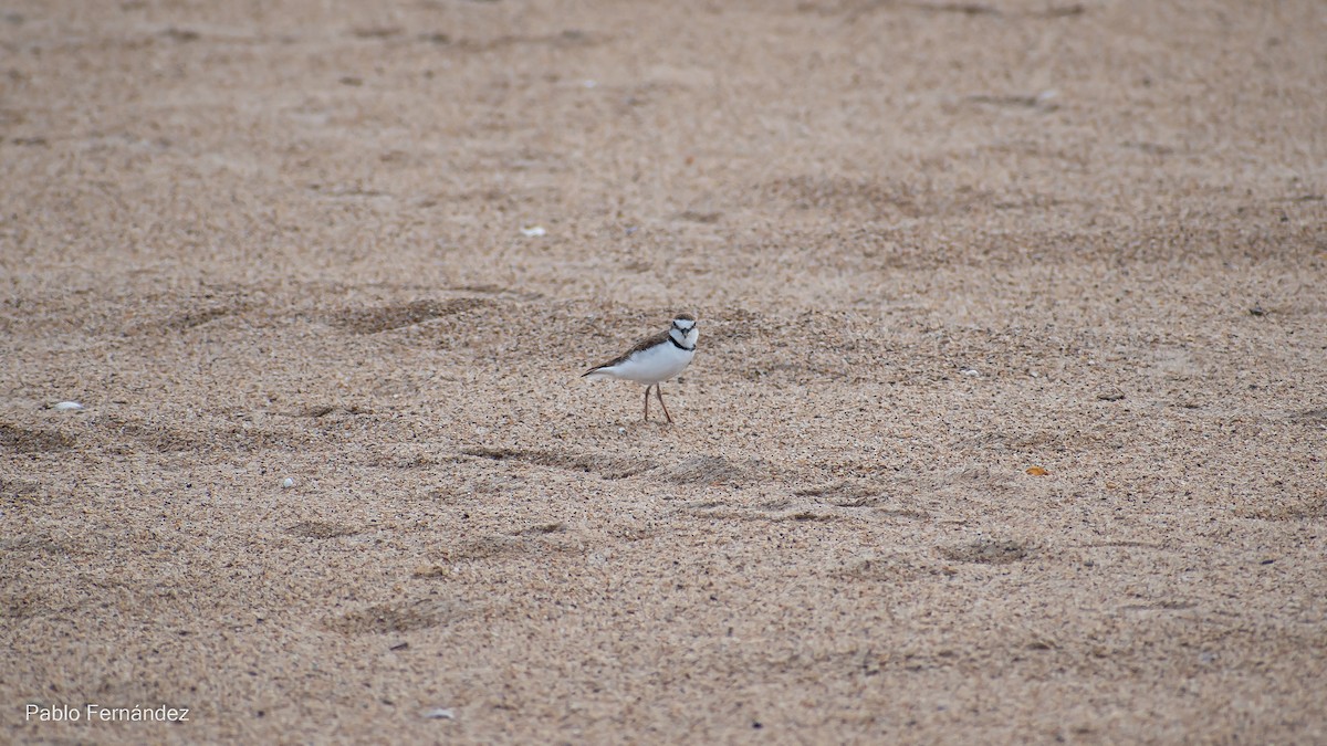 Collared Plover - ML542990721