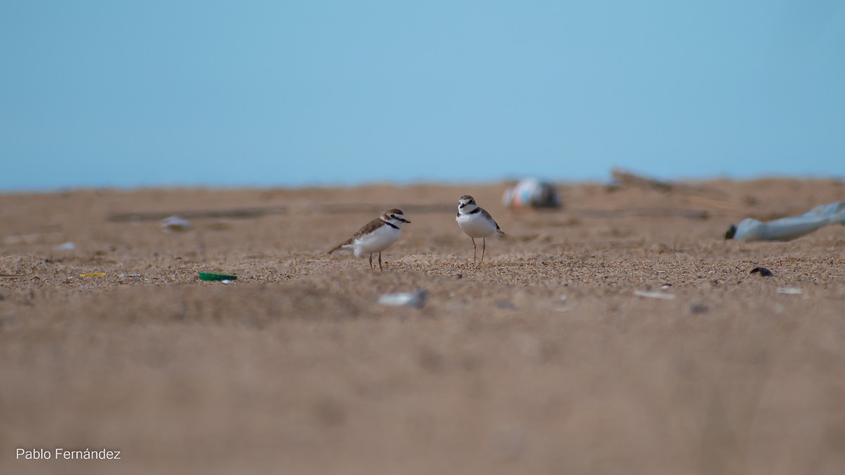 Collared Plover - ML542990801