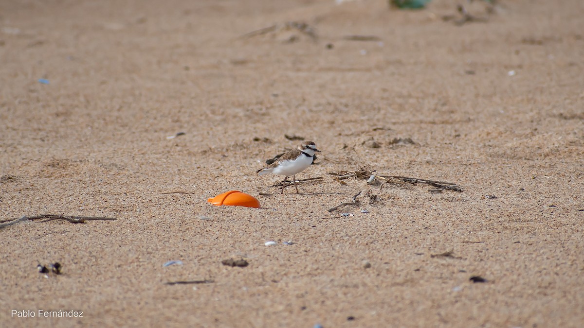 Collared Plover - ML542990841