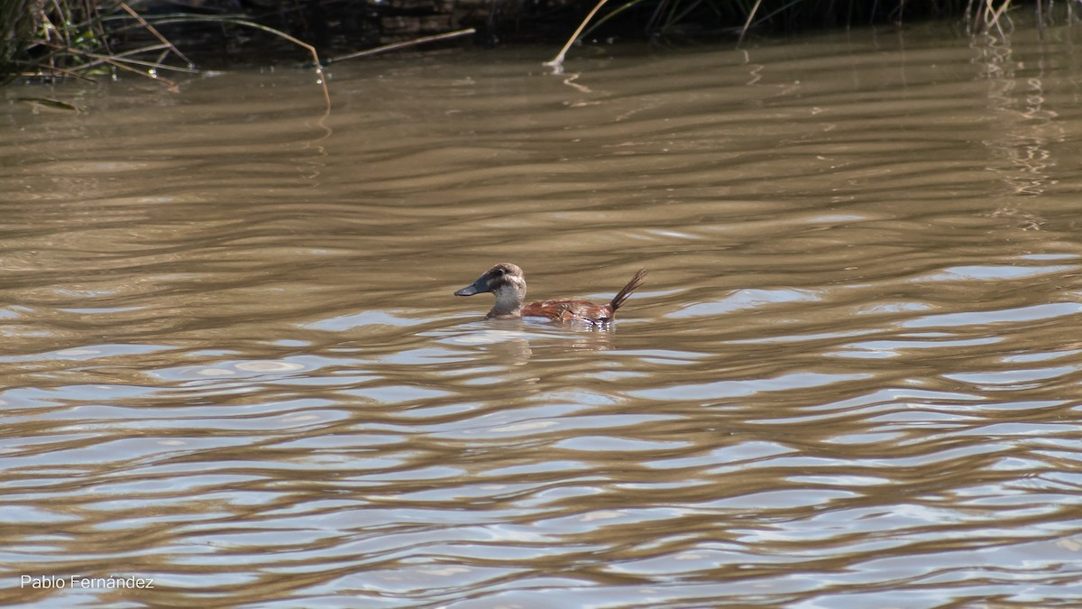 Lake Duck - ML542991041