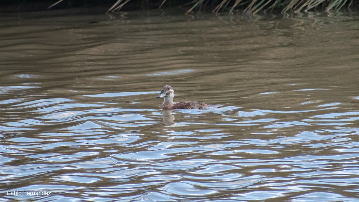 Lake Duck - ML542991051