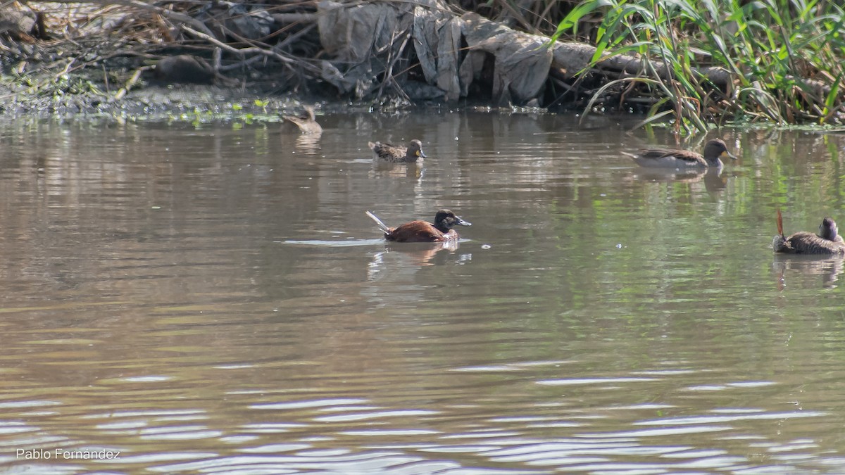 Lake Duck - ML542991081