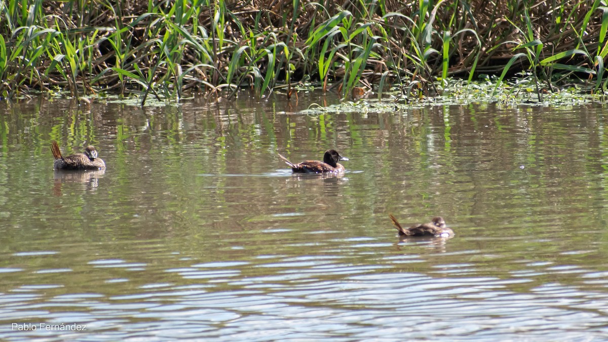 Lake Duck - ML542991111