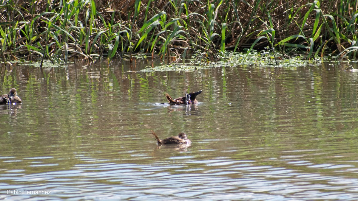 Lake Duck - ML542991131