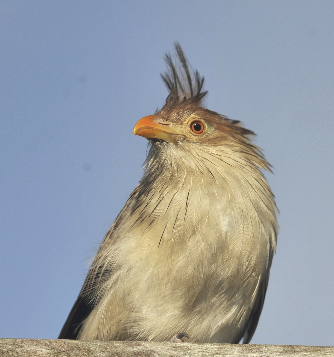 Guira Cuckoo - ML542991431