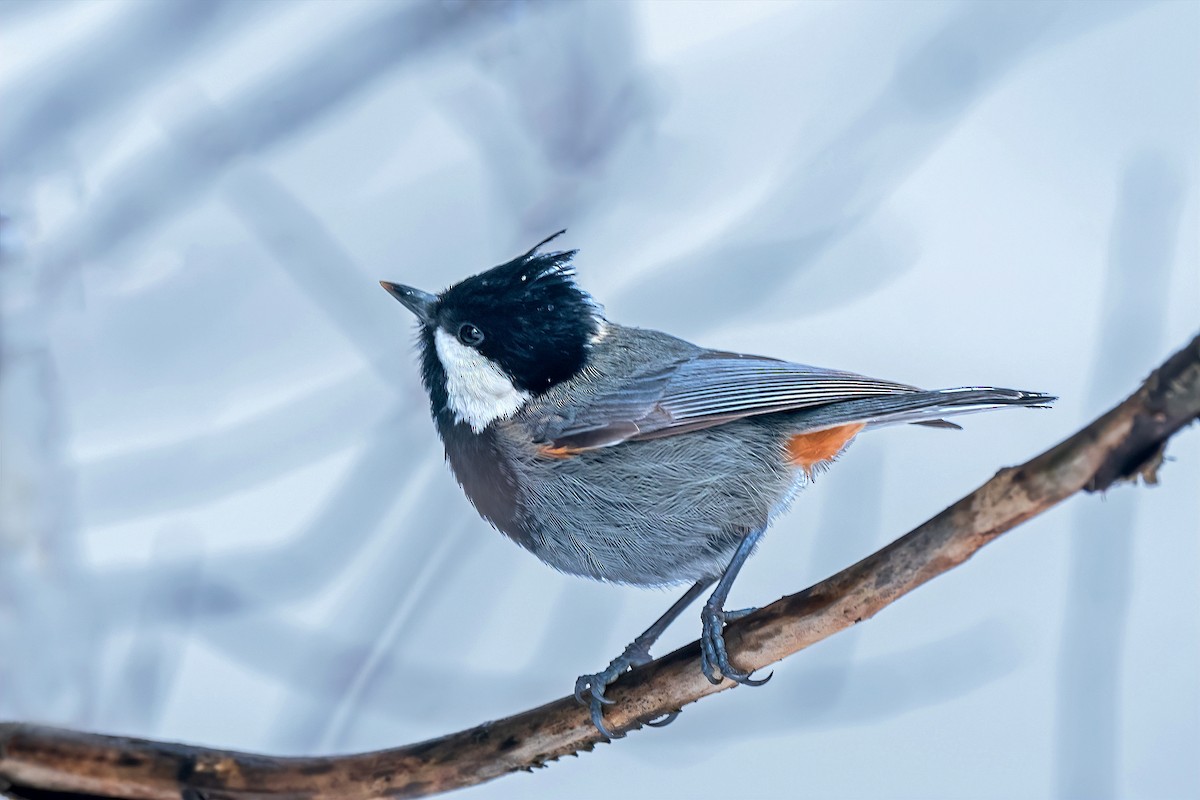 Rufous-naped Tit - ML542991541