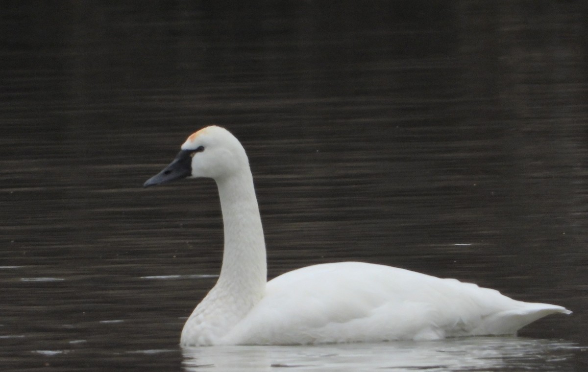 Tundra Swan - Richard Chirichiello