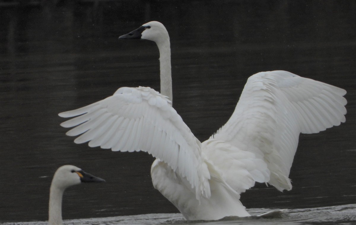 Tundra Swan - Richard Chirichiello