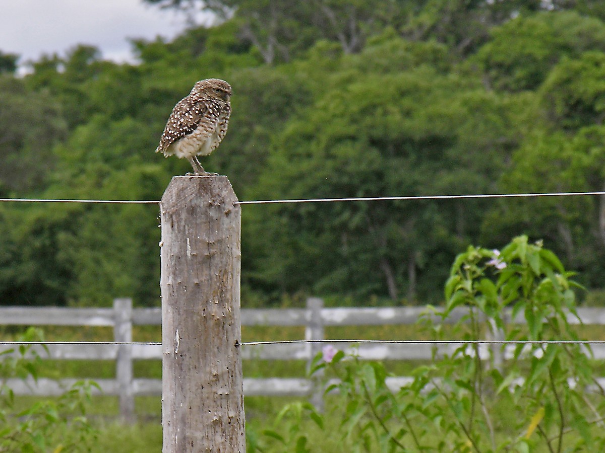 Burrowing Owl - ML542992241