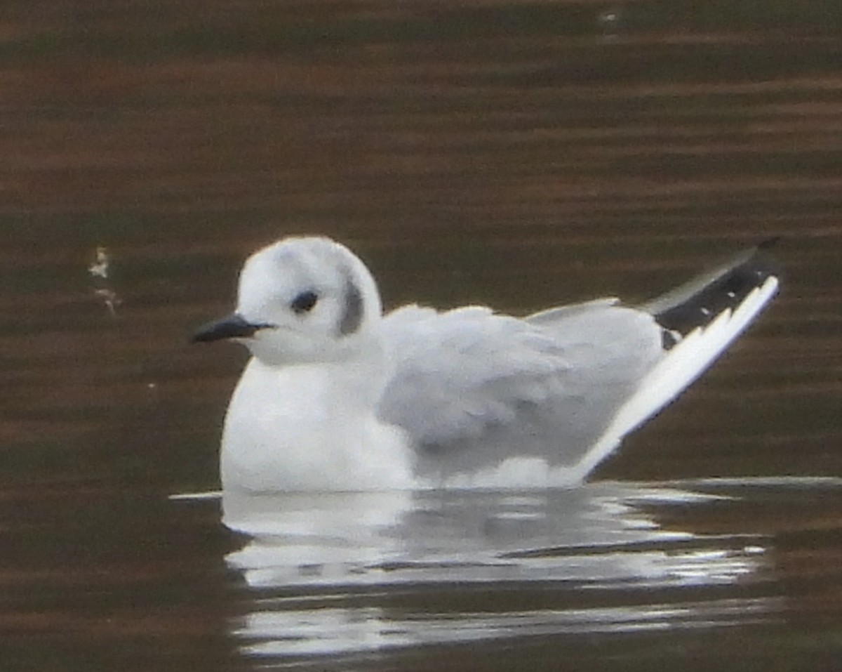 Mouette de Bonaparte - ML542992321