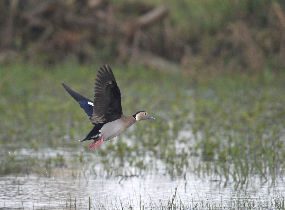 Ringed Teal - ML542992441