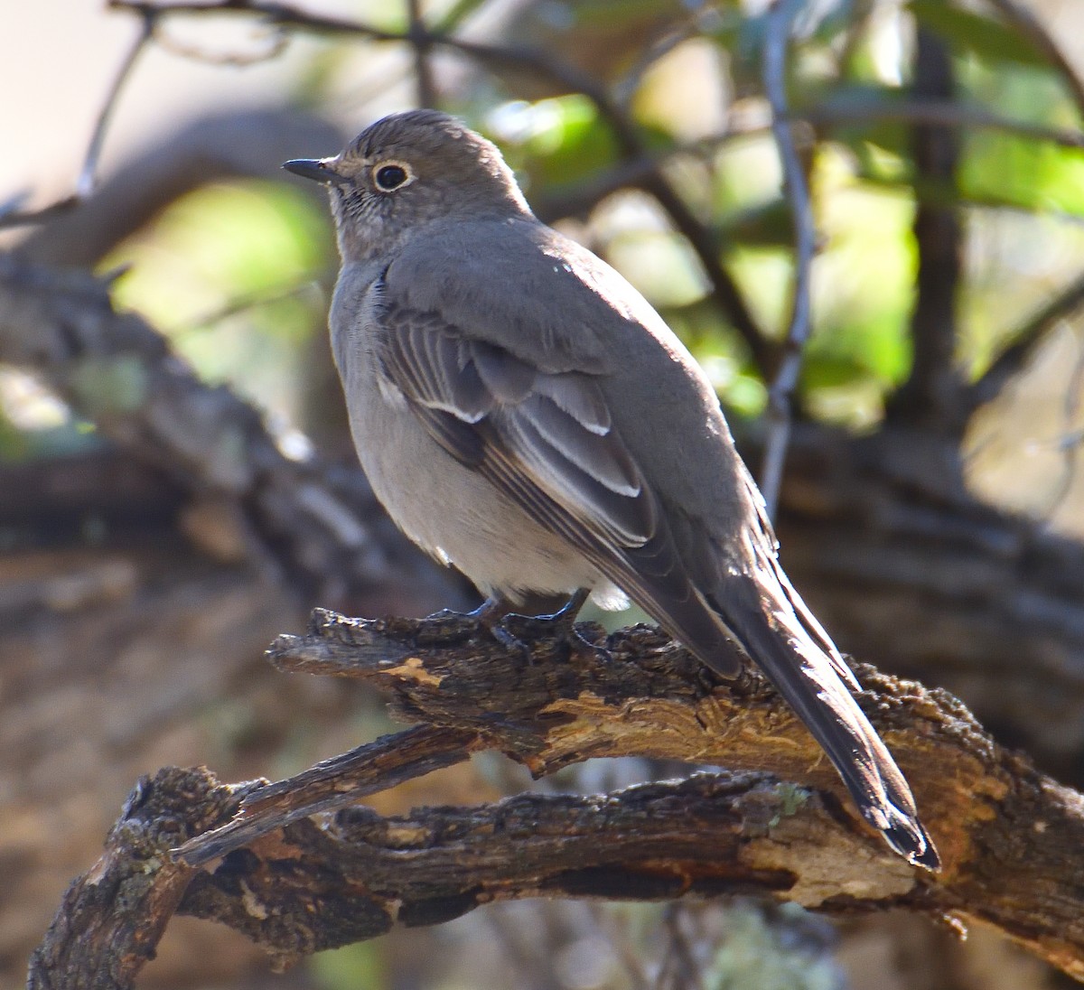Townsend's Solitaire - ML542993031