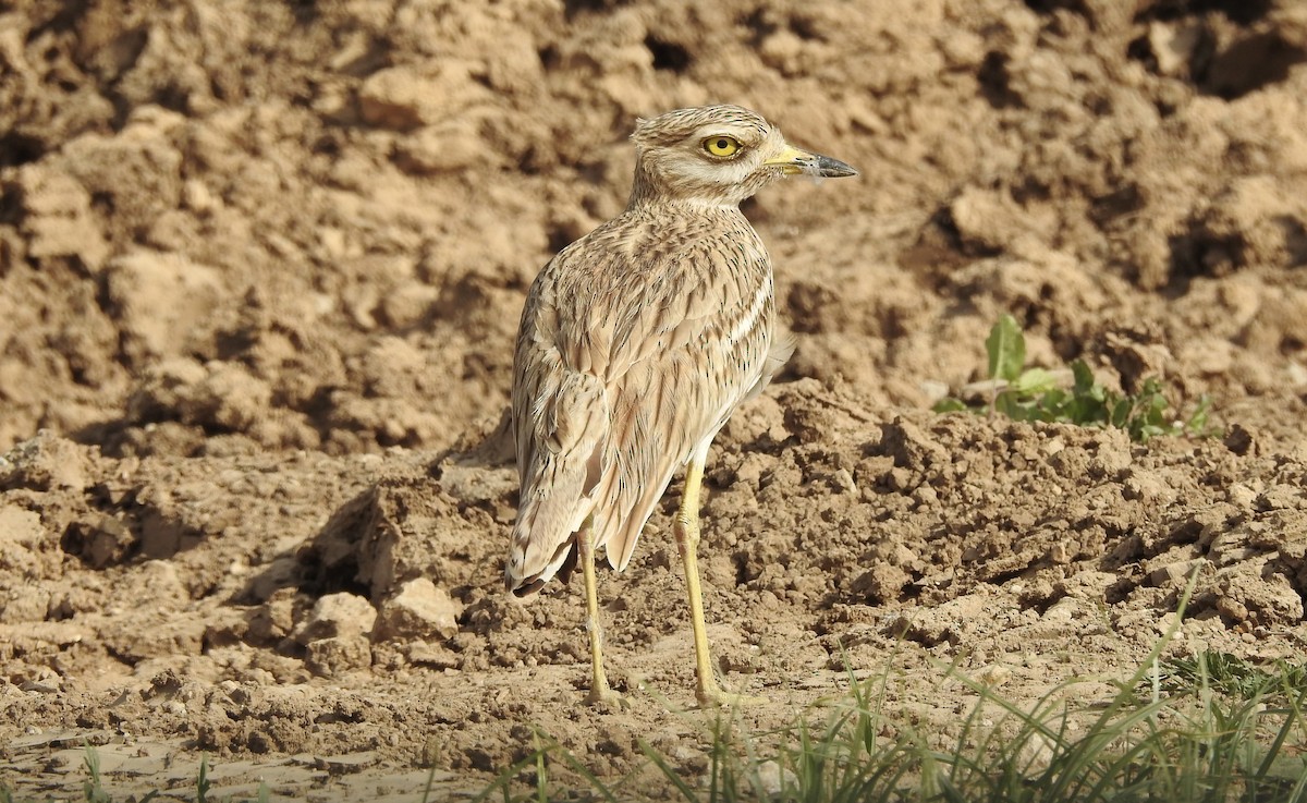 Eurasian Thick-knee - ML542993321